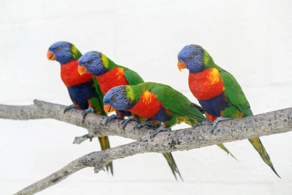 Gruppe Von Vier Bunten Kleinen Lorikeet Papageien Schöne Wilde Tropische — Stockfoto