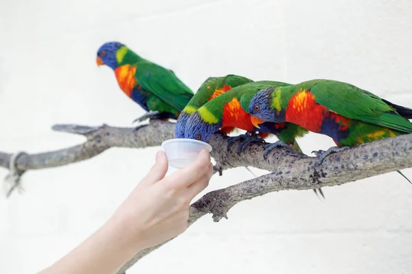 Zoomitarbeiter Füttern Lorikeet Papageien Schöne Wilde Tropische Tiere Vögel Sitzen — Stockfoto