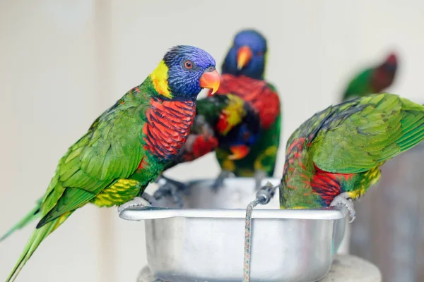 Gruppe Von Vielen Wenigen Lorikeet Papageien Die Sich Zoo Von — Stockfoto