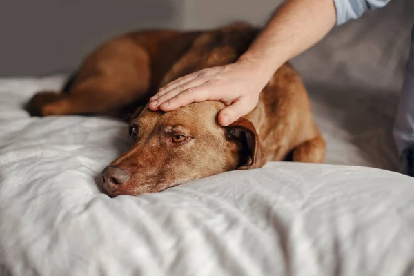 Sahibinin yakın çekimi. Avuç içi okşama. Bir köpeği okşama. Evdeki yatakta yatan üzgün, yaşlı, kızıl saçlı evcil hayvan. Sevimli sevimli evcil hayvan portresi. 