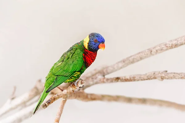 Ein Bunter Kleiner Lorikeet Papagei Sitzt Auf Einem Ast Und — Stockfoto