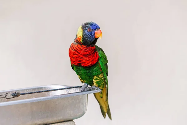 Ein Lorikeet Papagei Füttert Sich Zoo Aus Der Schüssel Und — Stockfoto