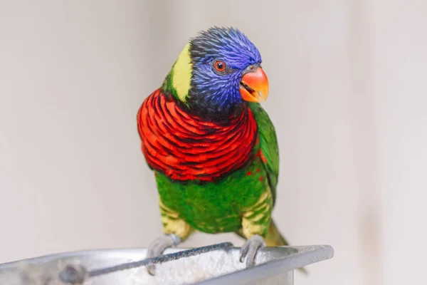 Ein Lorikeet Papagei Füttert Sich Zoo Aus Der Schüssel Und — Stockfoto
