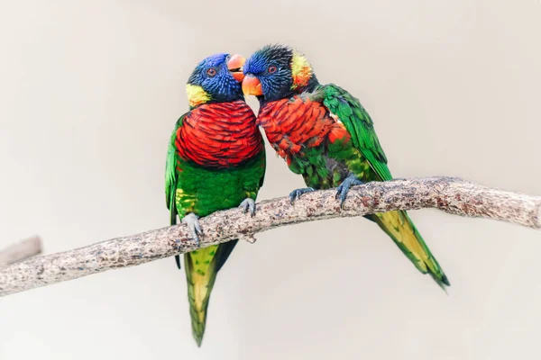 Gruppe Von Zwei Niedlichen Bunten Papageien Die Sich Küssen Schöne — Stockfoto