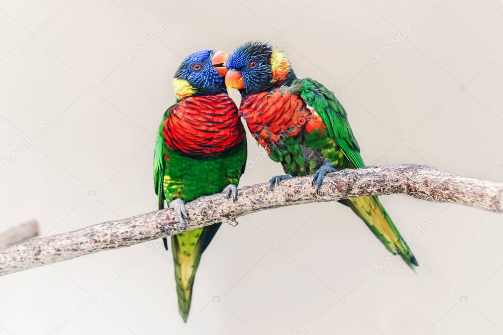 Group couple of two cute colorful little lorikeet parrots kissing. Beautiful wild tropical animals birds sitting on tree branch. Beauty of wildlife nature. 