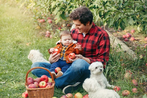 Padre Feliz Con Niño Granja Recogiendo Manzanas Canasta Mimbre Recogida — Foto de Stock