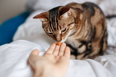 Evcil hayvan sahibi kediyi palmiyelerle besliyor. Erkek kadın kediye ödül veriyor. Güzel çizgili kedi yavrusu yatak odasında oturuyor.. 