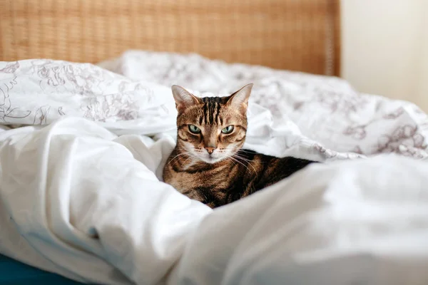 แมวส ยงท สวยงามนอนบนเต ยงในห องนอนท านมองกล อนคลายขนป ในบ านลายด วยตาส — ภาพถ่ายสต็อก