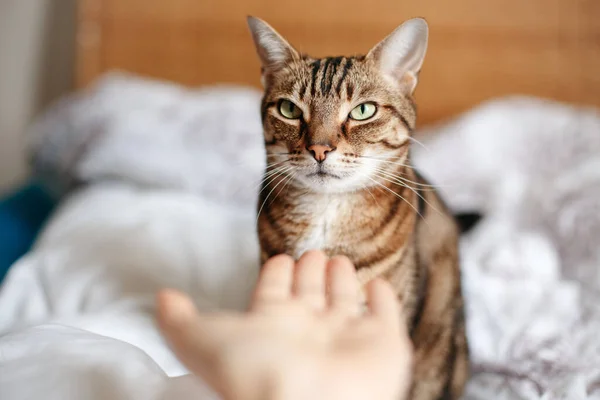 Man Woman Giving Open Empty Hand Palm Tabby Cat Relationship — Stock Photo, Image