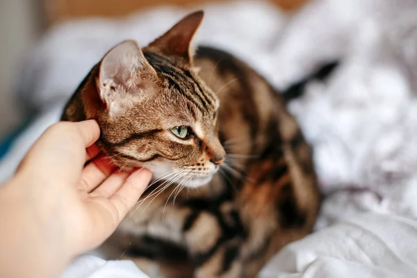 Wanita Membelai Membelai Kucing Dengan Tangan Hubungan Antara Pemilik Dan — Stok Foto