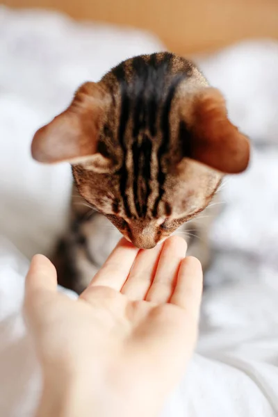 아름다운 고양이가 사람의 손바닥 냄새를 주인과 가축의 스러운 털북숭이 고양이 — 스톡 사진