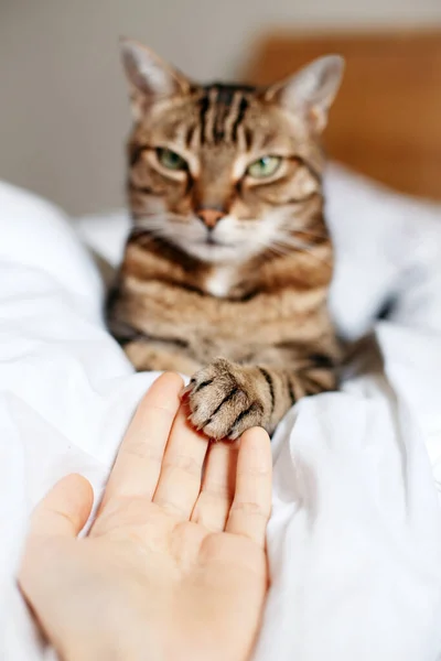 Homem Dando Palma Mão Vazia Aberta Para Gato Tabby Mulher — Fotografia de Stock