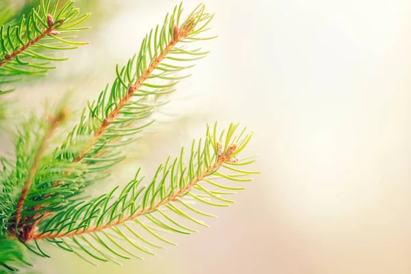 Beautiful Natural Spring Tree Background Light Green Pine Tree Branches — Stock Photo, Image