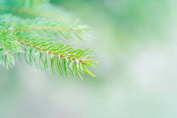 Vacker Naturlig Våren Träd Bakgrund Ljusgröna Tallgrenar Med Små Knoppar — Stockfoto