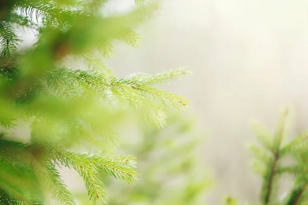 Hermoso Fondo Árbol Primavera Natural Ramas Pino Verde Claro Con —  Fotos de Stock