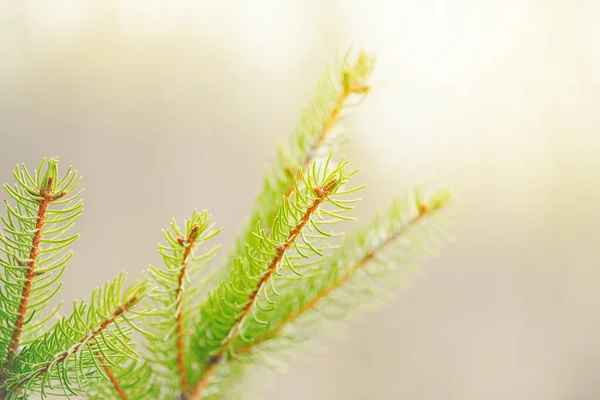 Piękne Naturalne Tło Drzewa Wiosennego Jasnozielone Gałęzie Sosny Małymi Pączkami — Zdjęcie stockowe