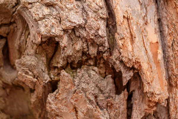 Fondo Textura Madera Natural Primer Plano Macro Corteza Árbol Viejo —  Fotos de Stock