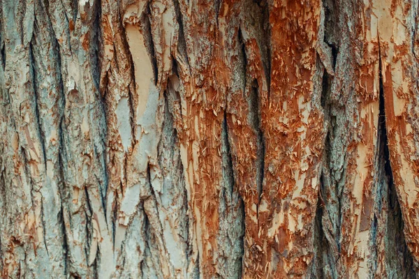 Fondo Textura Madera Natural Primer Plano Macro Corteza Árbol Viejo —  Fotos de Stock