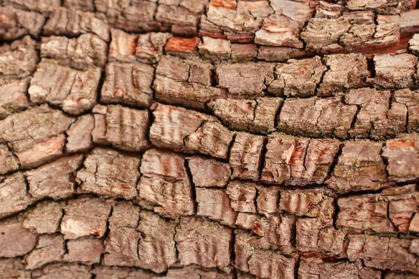 Fondo Textura Madera Natural Primer Plano Macro Corteza Árbol Viejo —  Fotos de Stock