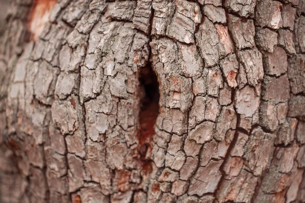 Doğal Ahşap Doku Arka Planı Yaşlı Ağaç Kabuğunun Yakın Çekim — Stok fotoğraf