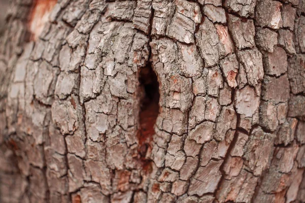 Fondo Textura Madera Natural Primer Plano Macro Corteza Árbol Viejo —  Fotos de Stock