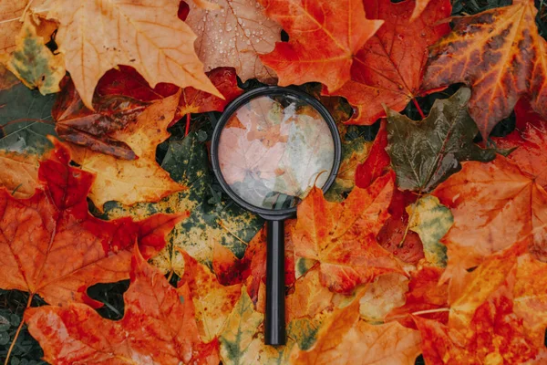 Förstoringsglas Ligger Marken Hög Med Färgglada Flerfärgad Höst Lönn Blad — Stockfoto