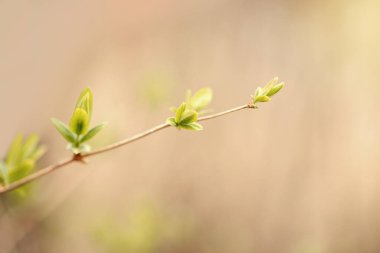 Güzel doğal bahar ağaçları arka planda filizlenir. Açık yeşil çalı dalları ve küçük taze yaprak tomurcukları. Soluk ışık, soluk pastel tonlar. Mevsimlik orman doğası duvar kağıdı. 