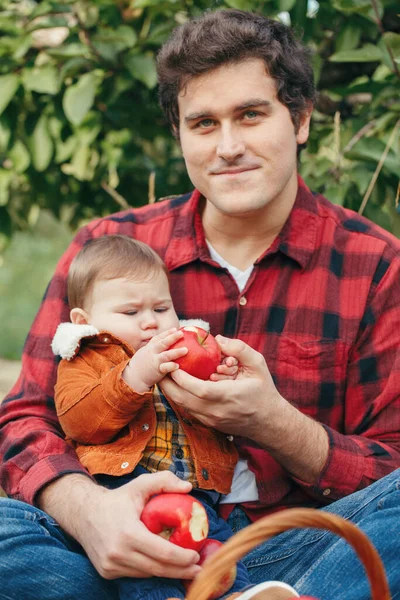 Счастливый Отец Маленьким Мальчиком Ферме Собирает Яблоки Плетеной Корзине Сбор — стоковое фото