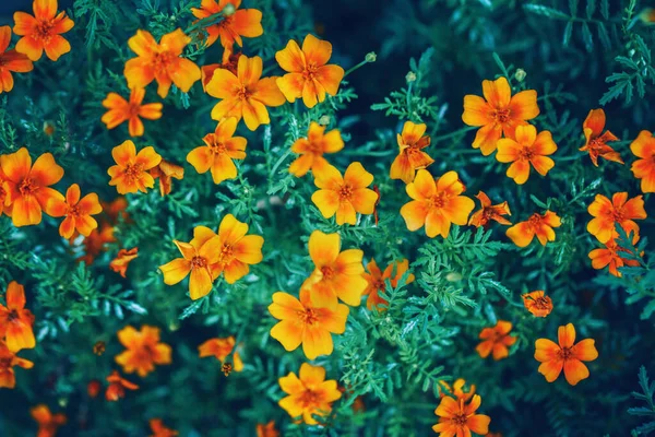 Όμορφη Νεράιδα Ονειρική Μαγεία Κίτρινο Κόκκινο Marigold Λουλούδια Marietta Σκούρα — Φωτογραφία Αρχείου