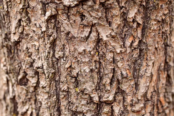 天然木の質感の背景 古い老木樹皮のマクロを閉じます 要約オークの木の自然背景や壁紙 曲線形状ラインを持つ異常なパターン表面 — ストック写真