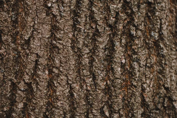 Fondo Textura Madera Natural Primer Plano Macro Corteza Árbol Viejo —  Fotos de Stock