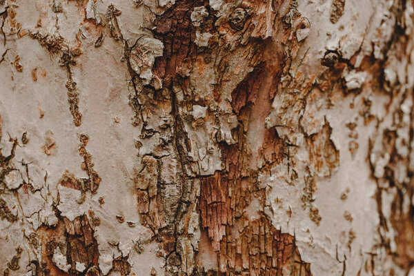 Natural wooden texture background. Closeup macro of old aged tree bark. Abstract oak sycamore tree nature backdrop or wallpaper. Unusual pattern surface with cracks, holes.