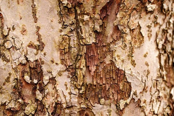 Fondo Textura Madera Natural Primer Plano Macro Corteza Árbol Viejo —  Fotos de Stock