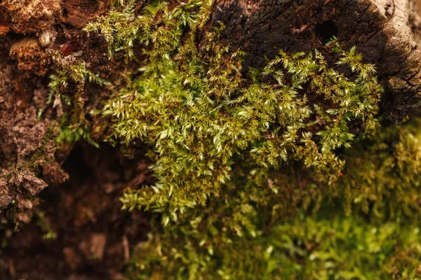 用美丽的绿色苔藓在旧的树桩上筑成的密闭的宏 世界地球日 天然森林植物纹理背景 树上的微绿草 拯救地球自然环境的概念 — 图库照片
