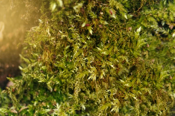 Closeup Macro Beautiful Green Moss Old Tree Log World Earth — Stock Photo, Image