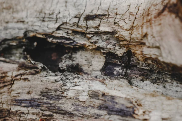 Fondo Textura Madera Natural Primer Plano Macro Corteza Árbol Viejo —  Fotos de Stock