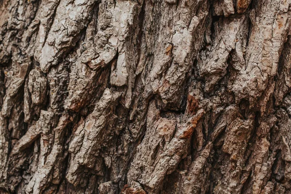 Doğal Ahşap Doku Arka Planı Yaşlı Ağaç Kabuğunun Yakın Çekim — Stok fotoğraf