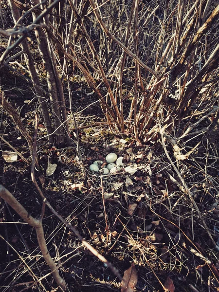 Huevos Blancos Pato Salvaje Yaciendo Nido Bosque Hábitat Aves Silvestres — Foto de Stock