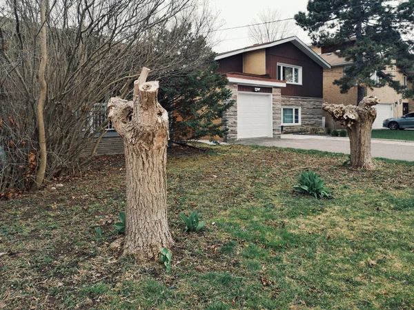 Alberi Tagliati Vecchi Cortile Davanti Casa Quercia Con Cime Rami — Foto Stock