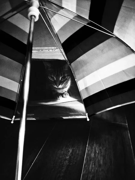 Çizgili Şemsiyenin Arkasında Kutuda Oturan Komik Şirin Kedi Evcil Kedi — Stok fotoğraf