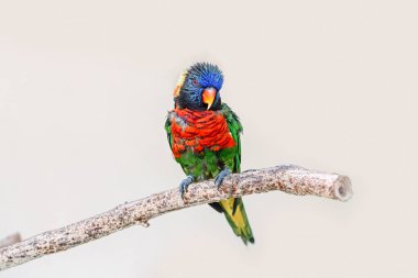 One colorful little lorikeet parrot sitting on tree branch and looking in camera. Beautiful wild tropical animal bird. Beauty of wildlife nature.  clipart