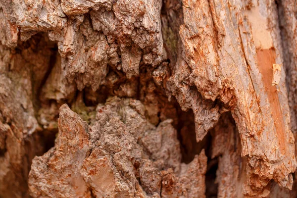 Fondo Textura Madera Natural Primer Plano Macro Corteza Árbol Viejo —  Fotos de Stock