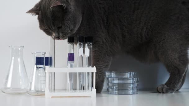 Стоковые Видео Кот Ученый ⬇ Скачать Футажи Кот Ученый | Depositphotos