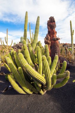 Jardin de kaktüs, Lanzarote kaktüs San Pedro'da