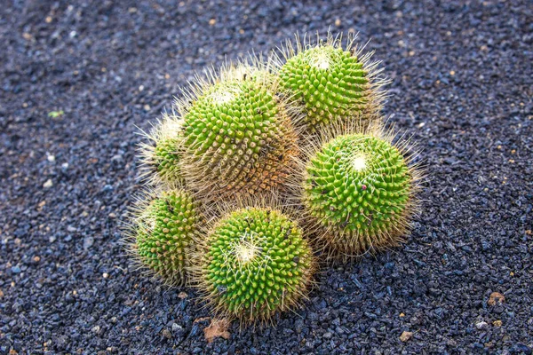 View of Jardin de Cactus,  Lanzarote, Canary Islands, Spain — Stock Photo, Image