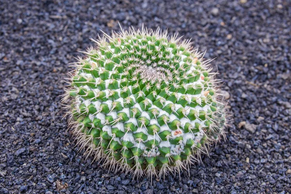 Echinocactus en Jardín de Cactus, Lanzarote, Islas Canarias, Sp — Foto de Stock
