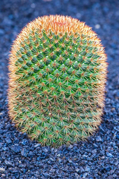 Red Echinocactus in Jardin de Cactus,  Lanzarote, — Stock Photo, Image