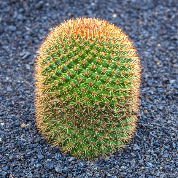 Red Echinocactus in Jardin de Cactus,  Lanzarote, — Stok fotoğraf