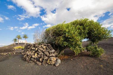 La Geria, Lanzarote, İspanya'nın vinegrowing bölgesi görünümünü