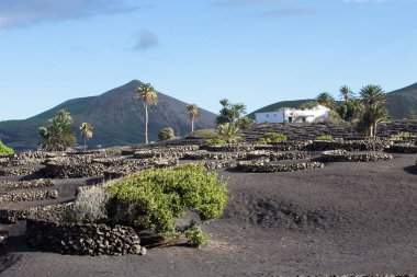 Lanzarote, İspanya - 30 Kasım 2016: Görünüm La Geria, Lanzarote, İspanya'nın vinegrowing bölgesi